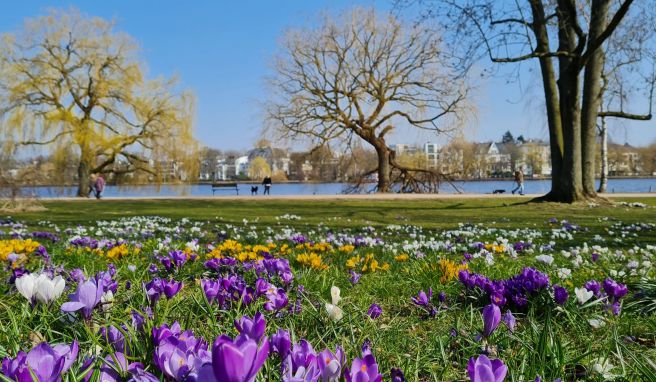 Goodbye graue Tristesse: Im Frühjahr blüht es entlang der Außenalster.