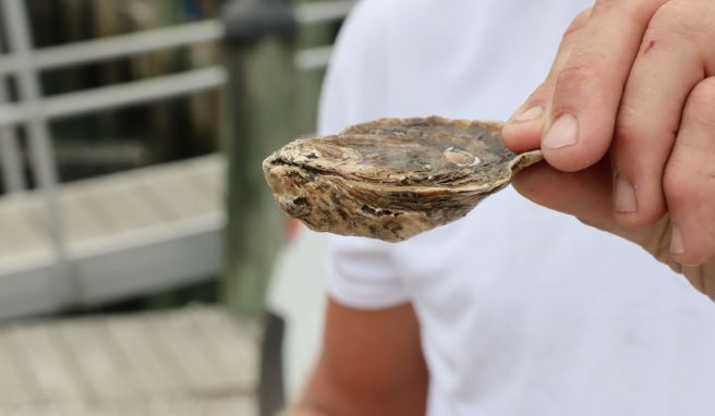 Begehrte Delikatesse: Chris Pace verkauft seine Austern an Restaurants und Fischgeschäfte in der Region.