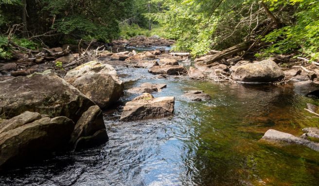 Beschaulich: Ein Bachlauf im Haliburton Forest.