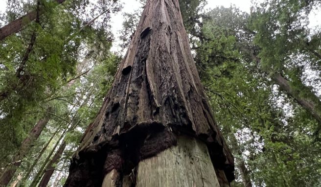 Groß, größer, Redwoods. Um den Baumwipfel sehen zu können, muss man den Kopf ganz schön neigen.