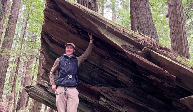 Man sieht: Die Baumstämme der Redwoods können ohne Probleme einen ausgewachsenen Menschen in ihrem Inneren aufnehmen.