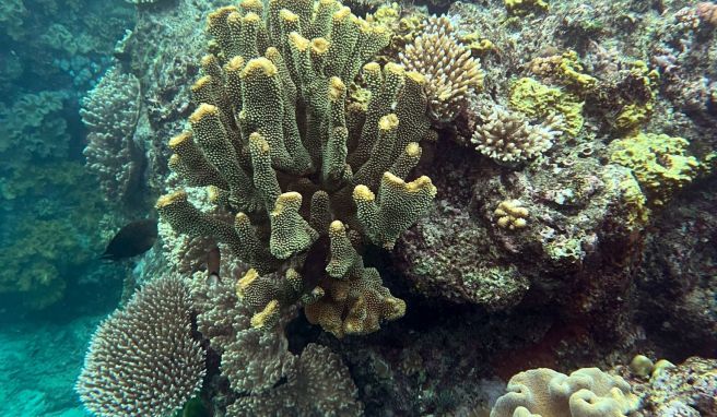 Teile der Korallen des Great Barrier Reef sterben oder bleichen aus.