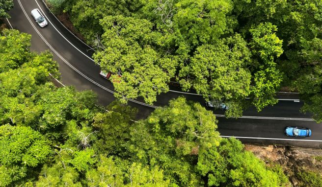 In den Gondeln der Skyrail überblickt man den Regenwald aus luftiger Höhe.