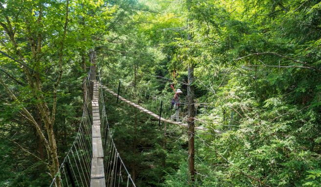 Er knirscht, er knarrt, er schwankt: der Canopy Walk, ein Baumwipfelpfad im Haliburton Forest, aber er hält und bietet Ausblicke in die Wildnis.