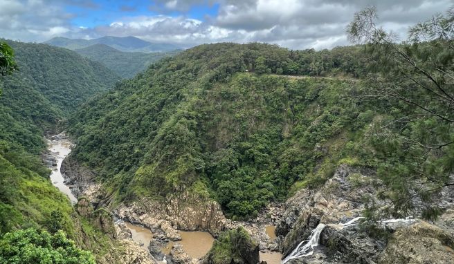 Der Daintree Regenwald im Norden Queensland gilt als ältester der Welt.