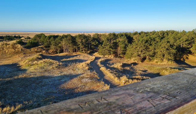 Von der Aussichtsplattform Maleens Knoll fällt der Blick auf Dünen, Wald und Nordsee.