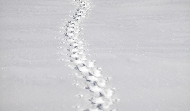 Gute Orientierung und ein paar feste Wegpunkte sind beim Schneeschuhwandern essenziell. Wandernde laufen sonst Gefahr, sich im Weiß zu verirren.