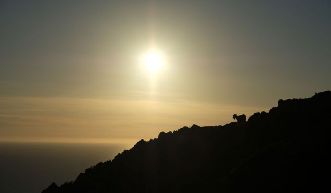 Wilde Bergziegen trotten im Abendlicht über den Hang des Capu Rossu auf Korsika.