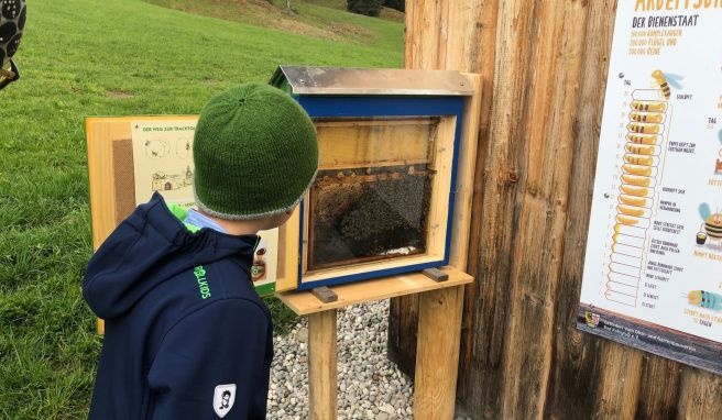 Große Schweiz-Tour und kleine Alpen-Bienen