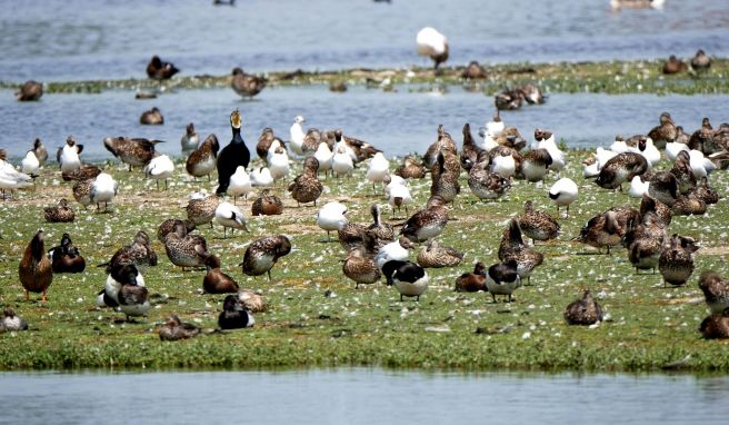 Zahlreiche Enten, Möwen und Kormorane hat Birdingstours-Mitbegründer Thomas Griesohn-Pflieger hier vor die Kamera bekommen.