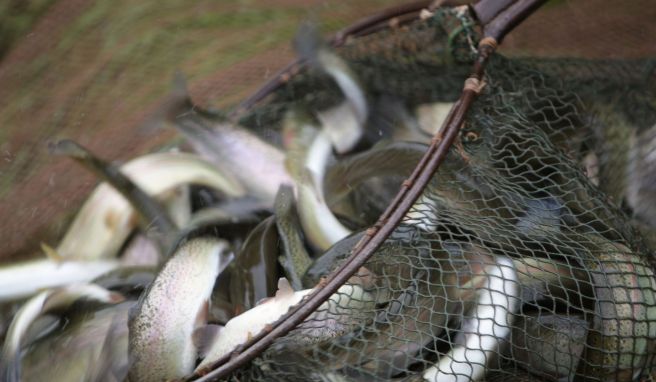 Wenn am Ende des Tages 20 Kilo Fisch gefangen wurden, dann ist der Tag für einen Moselfischer erfolgreich gewesen.