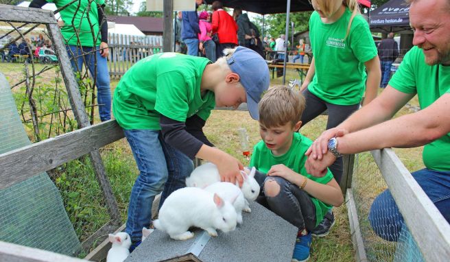 Wo süße Tiere wie diese Hermelinkaninchen sind, sind leuchtende Kinderaugen nicht weit.