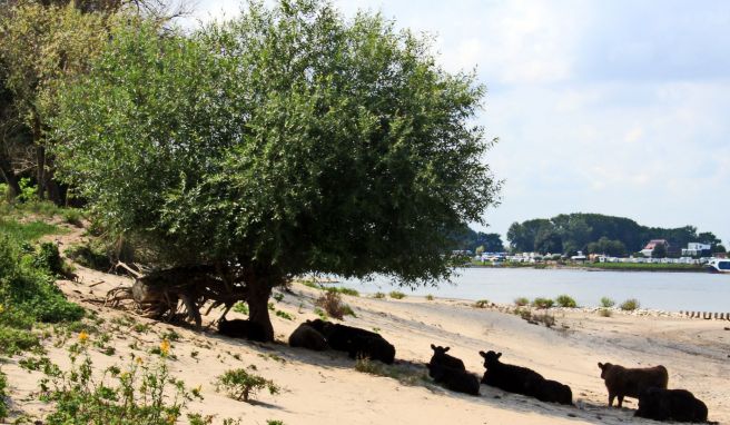 Galloway-Rinder haben sich am Waal-Ufer ein schattiges Plätzchen gesucht.