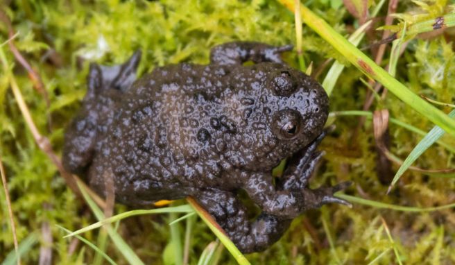 Hallo, Frosch! Eine Sonderschleife führt auf dem Lehrpfad Geotop Lindle ins Feuchtgebiet eines einstigen Steinbruchs. Es ist der Lebensraum von Gelbbauchunken.