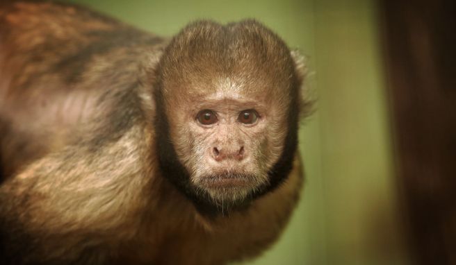 In Brasilien gilt «alter Affe» als Respektsbekundung. Der Ausdruck geht auf ein brasilianisches Sprichwort zurück: «Ein weiser alter Affe steckt seine Hand nicht in einen Topf.»