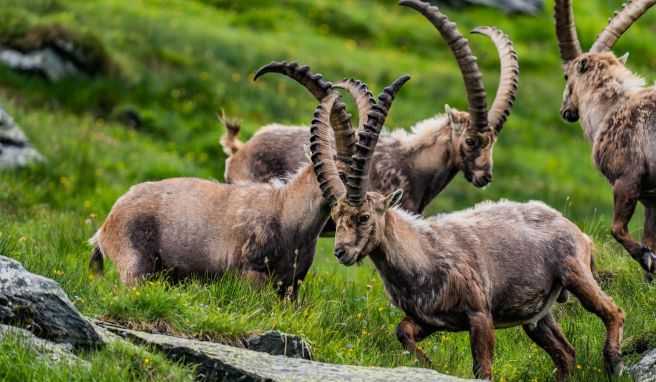 Auf der Suche nach dem König der Alpen