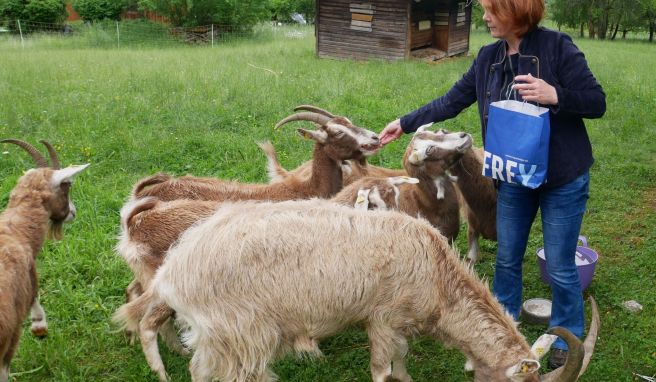 Die Bürgermeisterin ist auch im Projekt aktiv: Anita Berek füttert ihre Thüringer Waldziegen.