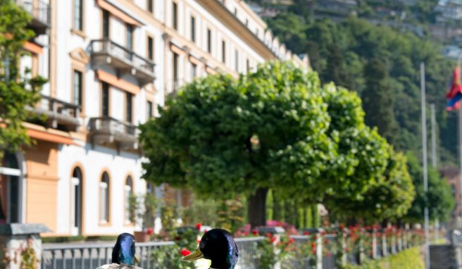 Das Hotel Villa d’Este hat den Comer See weltweit als Urlaubsort mit «Grandezza» bekannt gemacht hat.