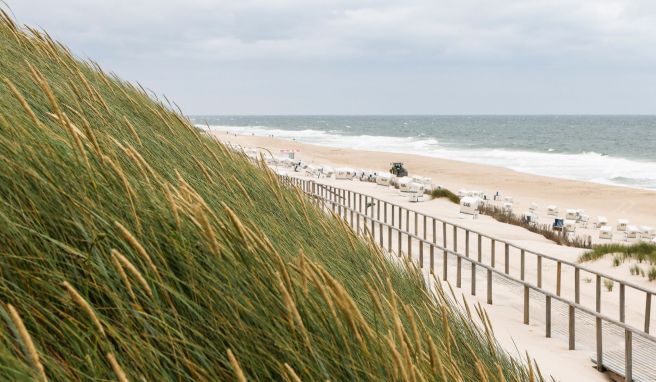 Der Wind weht übers Dünengras am Strand von Westerland.