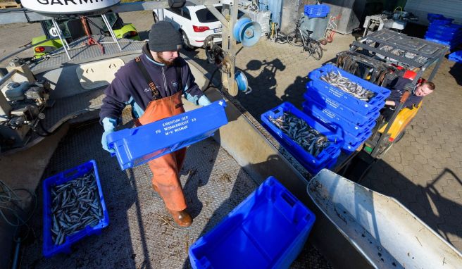 Jonas Grube entlädt frischen Stint vom Boot. Trotz der schwierigen Lage will der angehende Fischwirt die Tradition fortsetzen.