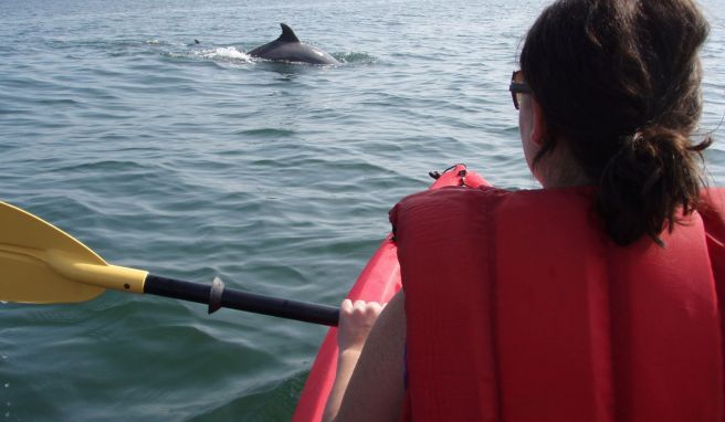 Mit etwas Glück bekommt man auf der Kayaktour Delfine zu sehen.