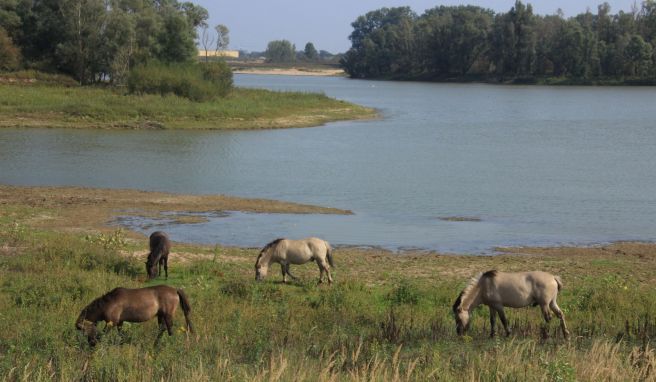 Etwa 150 Konik-Wildpferde streifen durch das Millingerwaard.