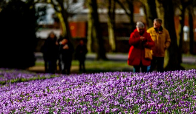 In Husum dreht sich wieder alles um die Krokusse