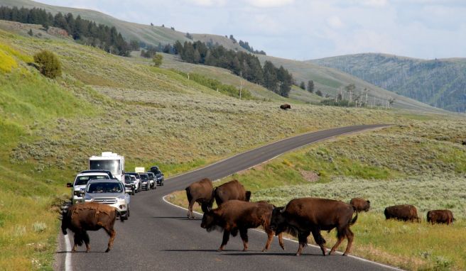 Die Wahrscheinlichkeit, im Lamar Valley Bisons zu sichten, ist für Besucher des Yellowstone-Nationalparks sehr hoch.