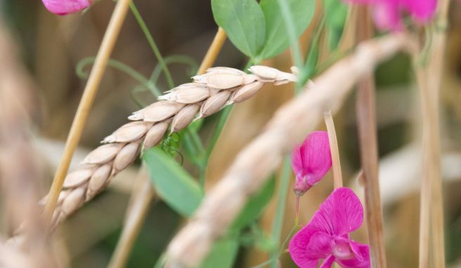 Hier wächst nicht nur Dinkel. Die Ebene des Nördlinger Ries wird zu großen Teilen landwirtschaftlich genutzt.