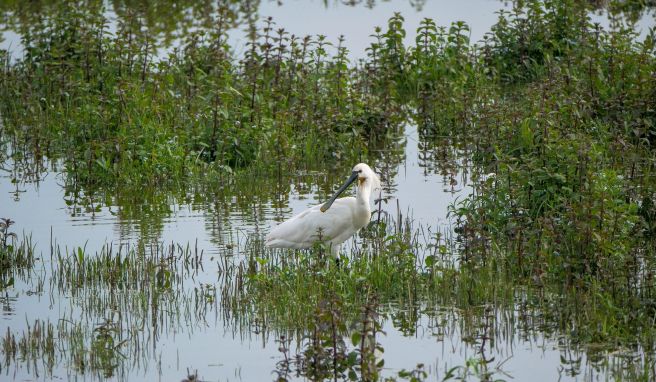 Gestatten, der Löffler: Er ist im Wattenmeer zu sehen.