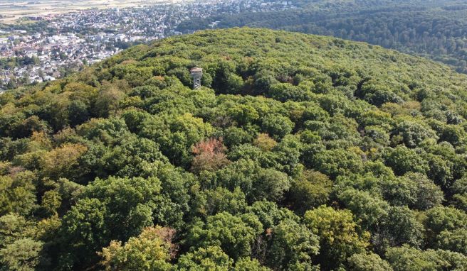 Kapellenberg: Archäologischer Schatz im Rhein-Main-Gebiet