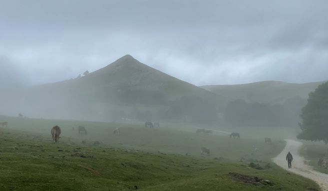 Der Xirimiri, ein feiner Nebelregen, hüllt die halbwilden Kühe und Pferde im Nationalpark Aizkorri-Aratz in einen dünnen Schleier.