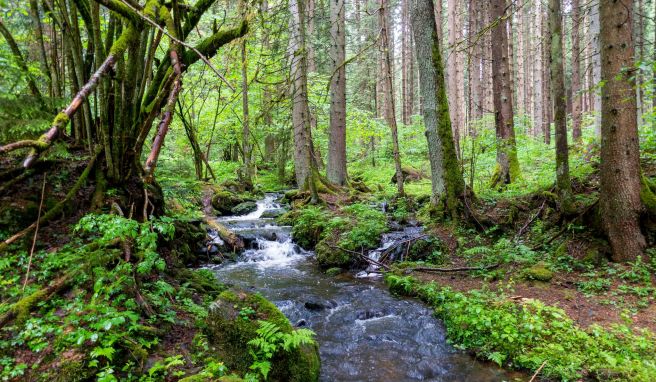 Abseits ausgetretener Pfade: Der Bierfernwanderweg bietet viele Gelegenheiten, die Schönheit der Natur zu entdecken.