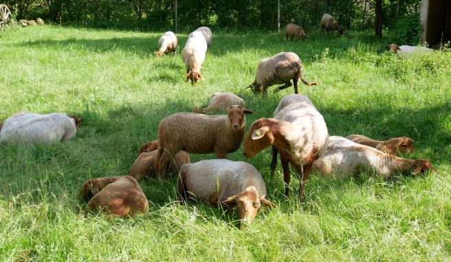 Auch Coburger Fuchsschafe gibt es im Arche-Dorf zu sehen.