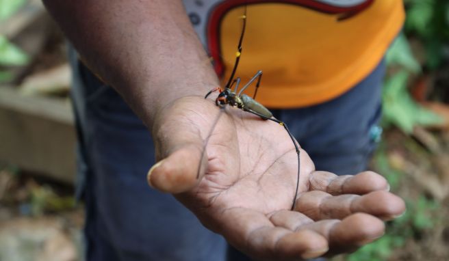 Eine Seidenspinne krabbelt auf der Hand von Wanderführer Aaron Port.