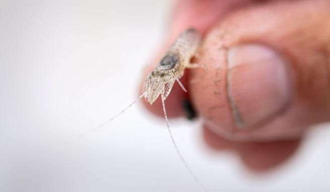 Auch die Nordseegarnele gehört zu den «Small Five» des Wattenmeeres.