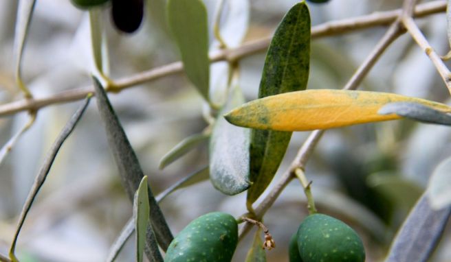 Urlauber finden sich im Hinterland von Mallorca im verwunschenen Olivenhain von Bartolomé Deyà im Tal von Sóller wieder.