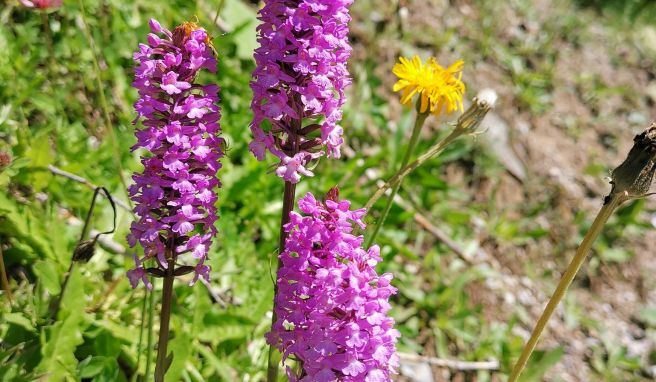 Prächtige Orchideen am Wegesrand sind rund um Bergün die Regel statt die Ausnahme.