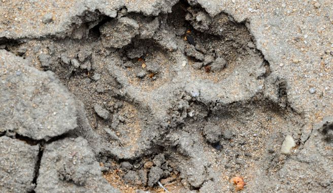 Auf den Spuren der Wölfe: So sieht ein Pfotenabdruck im Sand aus.