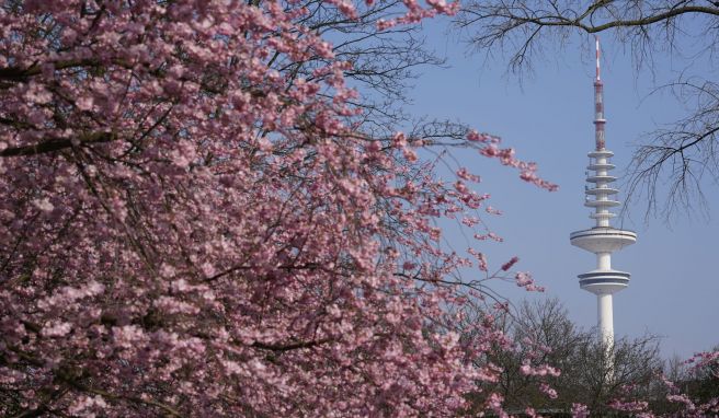 So sieht es aus, wenn im Stadtpark Planten un Blomen die Japanischen Zierkirschen erblühen.