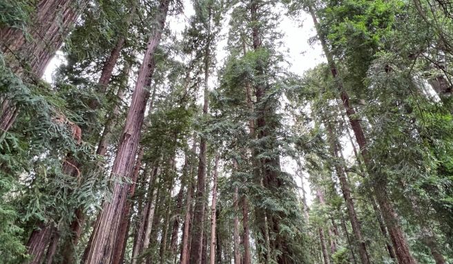 Beeindruckende Natur in Kalifornien. Hier wachsen die typischen Bäume in der Gegend, die Redwoods.