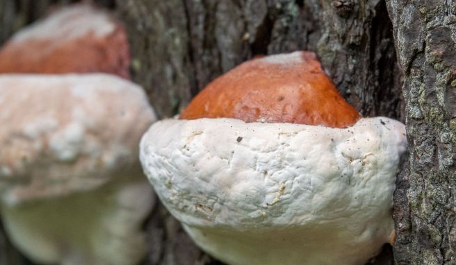 Nicht genießbar, aber zu Heilzwecken genutzt: Reishi-Pilze an einem Baumstamm im Haliburton Forest.