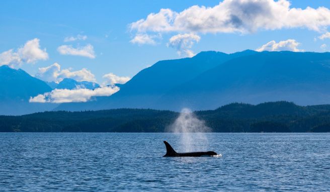 Ein Orca taucht auf: Schwertwale sind für die Homalco First Nation heilige Tiere.