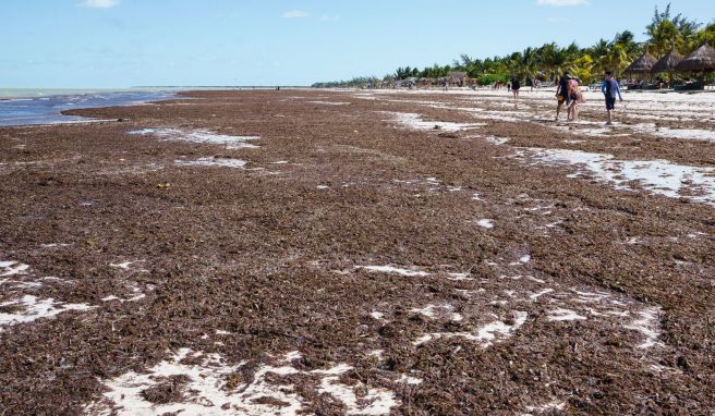 Ein echt übel riechendes Problem: Seegras bedeckt an der Playa Holbox große Flächen des Sandes.