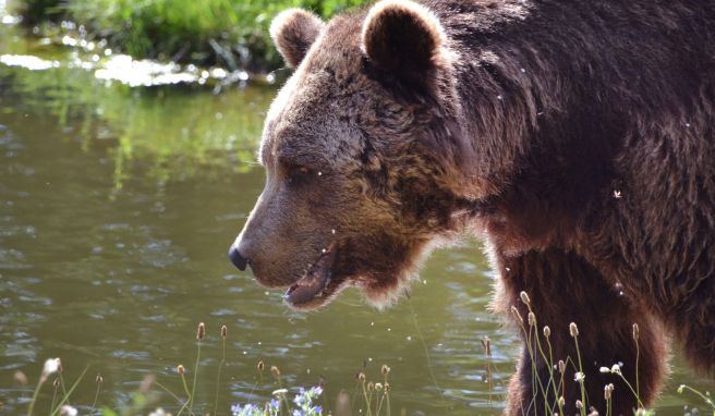 Im Bärenwald Müritz finden misshandelte Tiere ein sicheres Refugium.