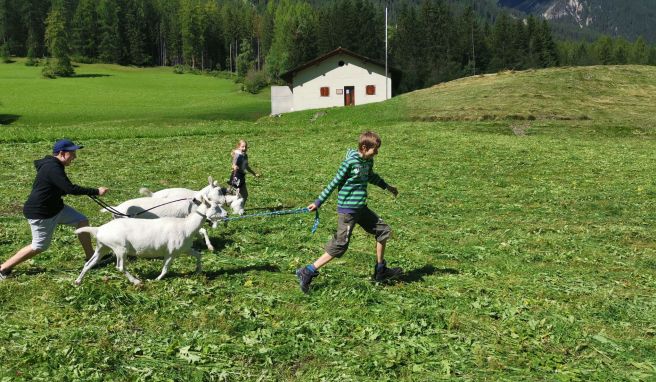 Kind und Geiß: Beim Spaziergang mit den Ziegen geht es hoch her.