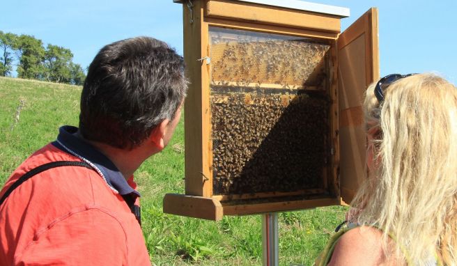 Am Stettener Panoramaweg rund um den Engener Stadtteil Stetten kann man auch Bienen bei der Arbeit zusehen.