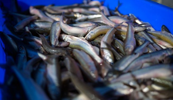 Fünf bis sechs Wochen dauert die Fangzeit. Dann laichen die lachsähnlichen, 20 Zentimeter kleinen Fische.