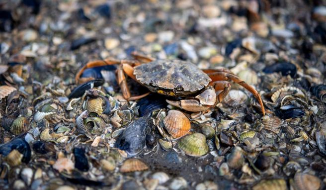 Die Strandkrabbe gehört zu den «Small Five» des Wattenmeeres.