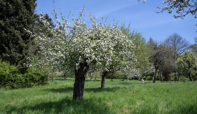 Hessische Apfelwein- und Obstwiesenroute wird revitalisiert